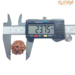 Collector 6 Mukhi Rudraksha Nepal - (23.75MM)