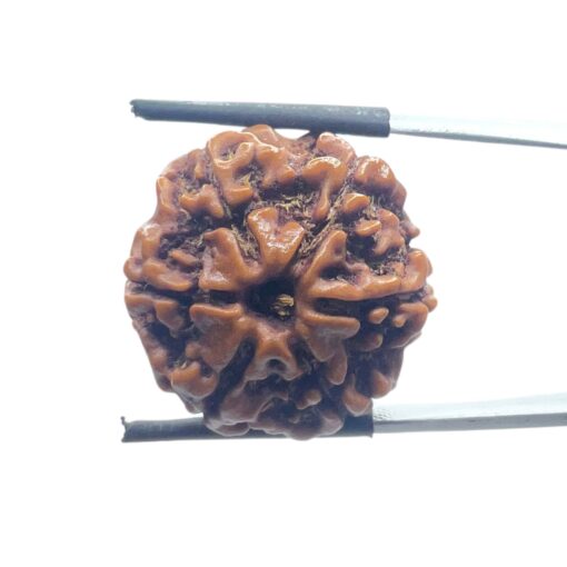 Collector 6 Mukhi Rudraksha Nepal - (23.75MM)