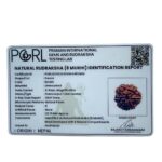 Collector 6 Mukhi Rudraksha Nepal - (23.75MM)