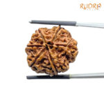 Collector 6 Mukhi Rudraksha Nepal (23.80 MM)