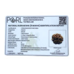 Collector 6 Mukhi Rudraksha Nepal (23.80 MM)