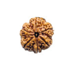 Collector 6 Mukhi Rudraksha Nepal (23.80 MM)