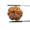 Collector 6 Mukhi Rudraksha Nepal (23.80 MM)