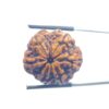 Collector 6 Mukhi Rudraksha Nepal - ( 25.32 MM)