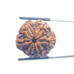 Collector 6 Mukhi Rudraksha Nepal - ( 25.32 MM)