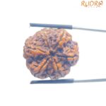Collector 6 Mukhi Rudraksha Nepal - ( 25.32 MM)