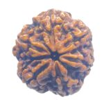 Collector 6 Mukhi Rudraksha Nepal - ( 25.32 MM)