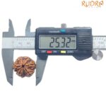 Collector 6 Mukhi Rudraksha Nepal - ( 25.32 MM)