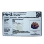 Collector 6 Mukhi Rudraksha Nepal - ( 25.32 MM)