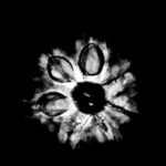 Collector-7-Mukhi-Rudraksha-Nepal-20.20-Mm-X-Ray.jpg