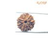 Collector 7 Mukhi Rudraksha Nepal ( 22.07 Mm ) 13 Collector-7-Mukhi-Rudraksha-Nepal-22.07-Mm-Bp-C.jpg