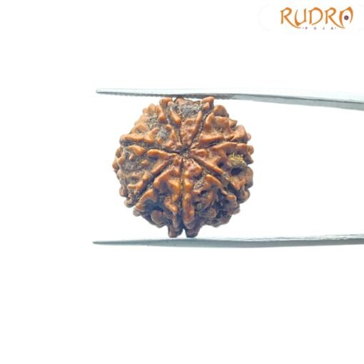 Collector-7-Mukhi-Rudraksha-Nepal-22.07-Mm-Fp-C.jpg