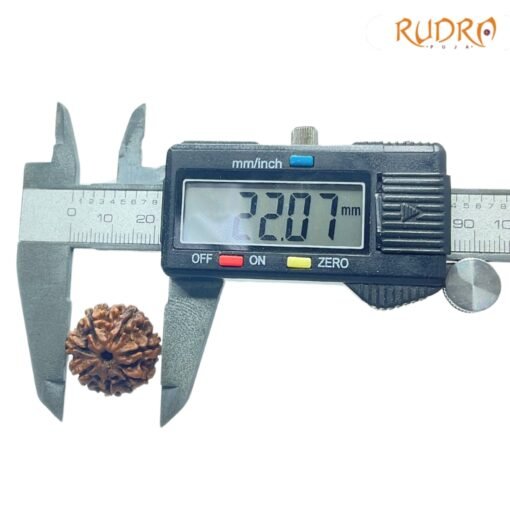 Collector-7-Mukhi-Rudraksha-Nepal-22.07-Mm-Op-C.jpg