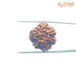 Collector-7-Mukhi-Rudraksha-Nepal-22.12-MM-BP-C.jpg