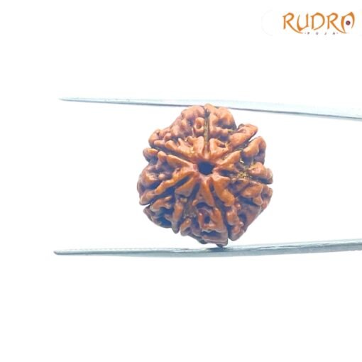 Collector-7-Mukhi-Rudraksha-Nepal-22.12-Mm-Fp-C.jpg