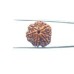 Collector-7-Mukhi-Rudraksha-Nepal-22.12-MM-MP-C.jpg