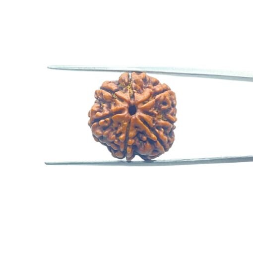 Collector-7-Mukhi-Rudraksha-Nepal-22.12-Mm-Mp-C.jpg