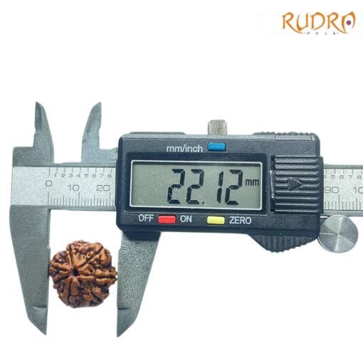 Collector-7-Mukhi-Rudraksha-Nepal-22.12-Mm-Op-C.jpg