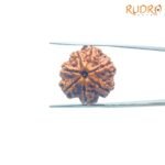 Collector-7-Mukhi-Rudraksha-Nepal-22.34-MM-FP-C.jpg