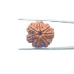 Collector-7-Mukhi-Rudraksha-Nepal-22.34-MM-MP-C.jpg