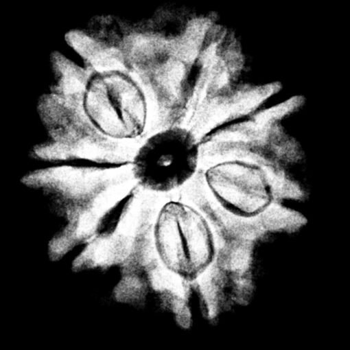 Collector-7-Mukhi-Rudraksha-Nepal-23.34-MM-X-Ray-C.jpg