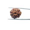 Collector-7-Mukhi-Rudraksha-Nepal-22.75-Mm-Mp-C.jpg