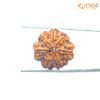 Collector-7-Mukhi-Rudraksha-Nepal-23.06-Mm-Bp-C.jpg
