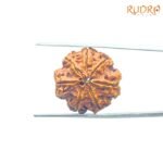 Collector-7-Mukhi-Rudraksha-Nepal-23.06-MM-BP-C.jpg