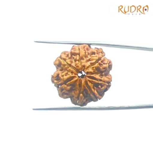 Collector-7-Mukhi-Rudraksha-Nepal-23.06-MM-FP-C.jpg