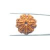 Collector-7-Mukhi-Rudraksha-Nepal-23.06-Mm-Mp-C.jpg