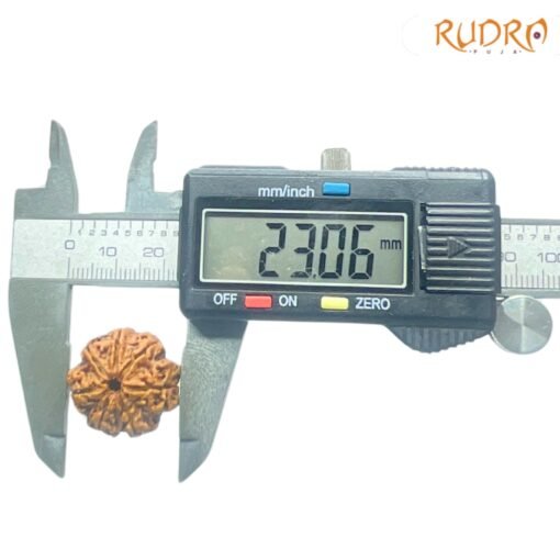 Collector-7-Mukhi-Rudraksha-Nepal-23.06-MM-OP-C.jpg