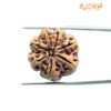 Collector 7 Mukhi Rudraksha Nepal ( 23.49 Mm )