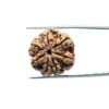 Collector 7 Mukhi Rudraksha Nepal ( 23.49 Mm )