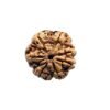Collector 7 Mukhi Rudraksha Nepal ( 23.49 Mm )