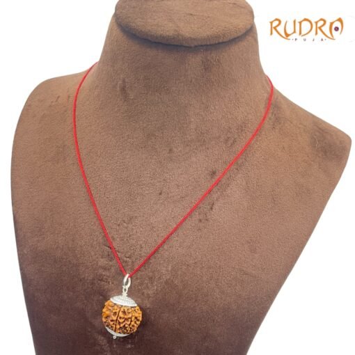 Collector-7-Mukhi-silver-Capped-Rudraksha-Nepal-23.00MM-LP-C.jpg