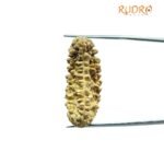 Ek Mukhi Rudraksha (34.55 Mm)