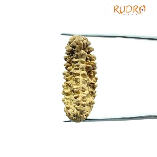 Ek Mukhi Rudraksha (34.55 Mm)