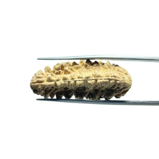 Ek Mukhi Rudraksha (34.55 Mm)