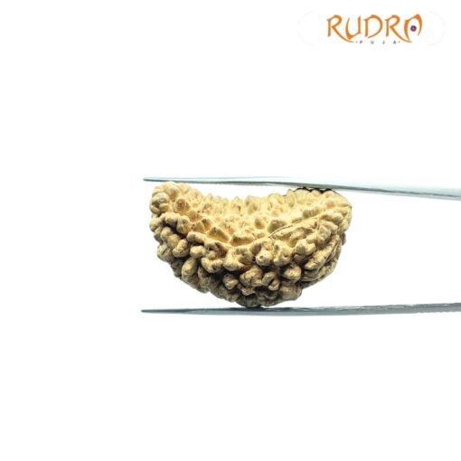 Ek Mukhi Rudraksha (34.55 Mm)