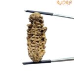 Ek Mukhi Rudraksha - (34.80 MM)
