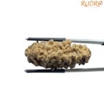 Ek Mukhi Rudraksha - (34.80 MM)