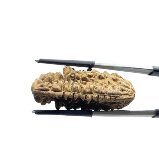 Ek Mukhi Rudraksha - (34.80 MM)
