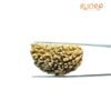 Big Ek Mukhi Rudraksha (40.25 Mm) 9 Ek Mukhi Rudraksha (40.25 Mm)