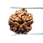Five Mukhi Rudraksha Nepal - (19.55 MM)