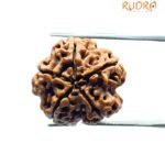 Five Mukhi Rudraksha Nepal - (19.55 MM)