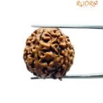Five Mukhi Rudraksha Nepal - (19.55 Mm)