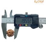 Five Mukhi Rudraksha Nepal - (19.55 Mm)