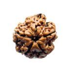 Five Mukhi Rudraksha Nepal - (19.55 Mm)