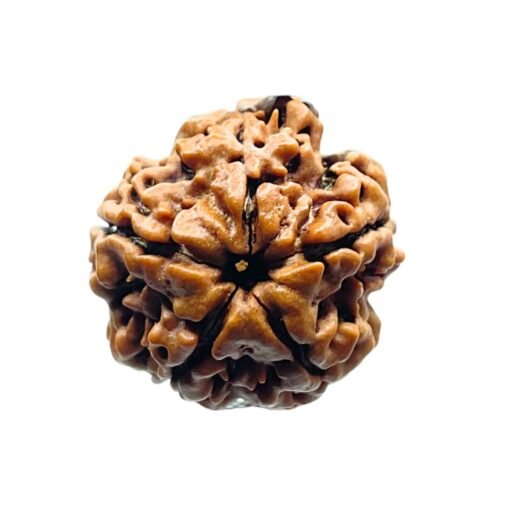 Five Mukhi Rudraksha Nepal - (19.55 Mm)