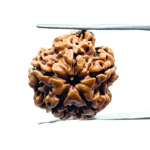 Five Mukhi Rudraksha Nepal - (19.55 Mm)